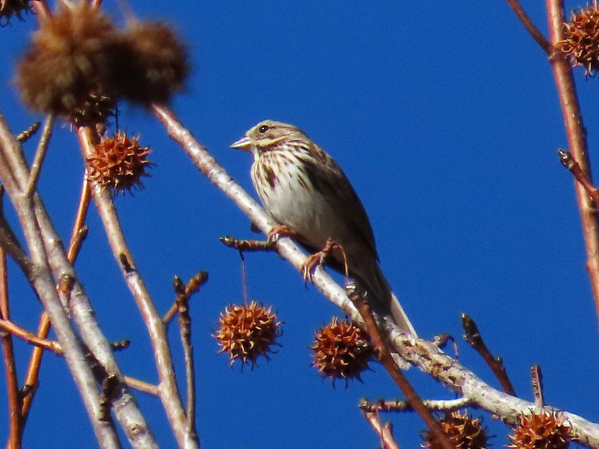 Singammer - ML646024464