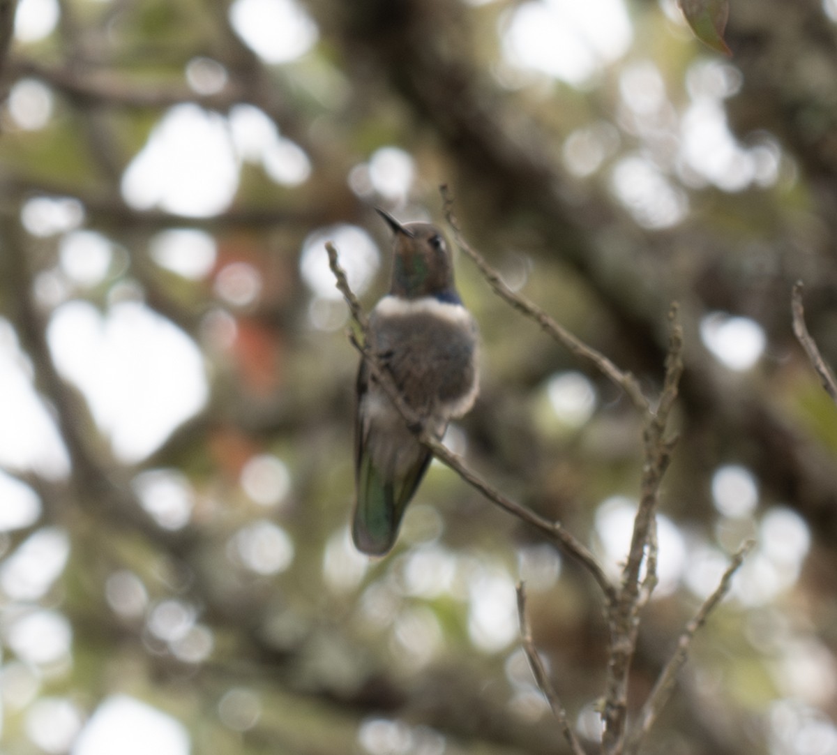 Grünmaskenkolibri - ML646024466