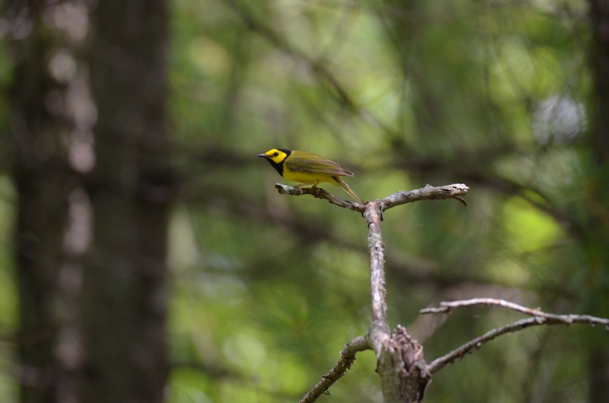 Kapuzenwaldsänger - ML646024467