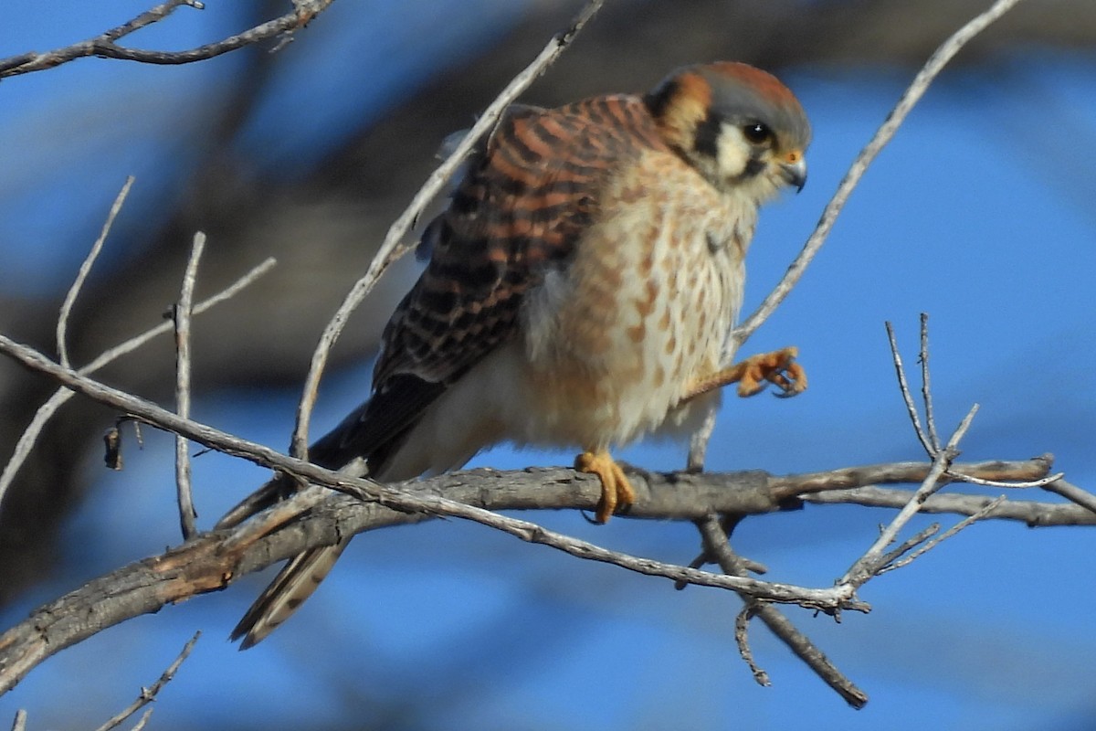 Buntfalke - ML646024468