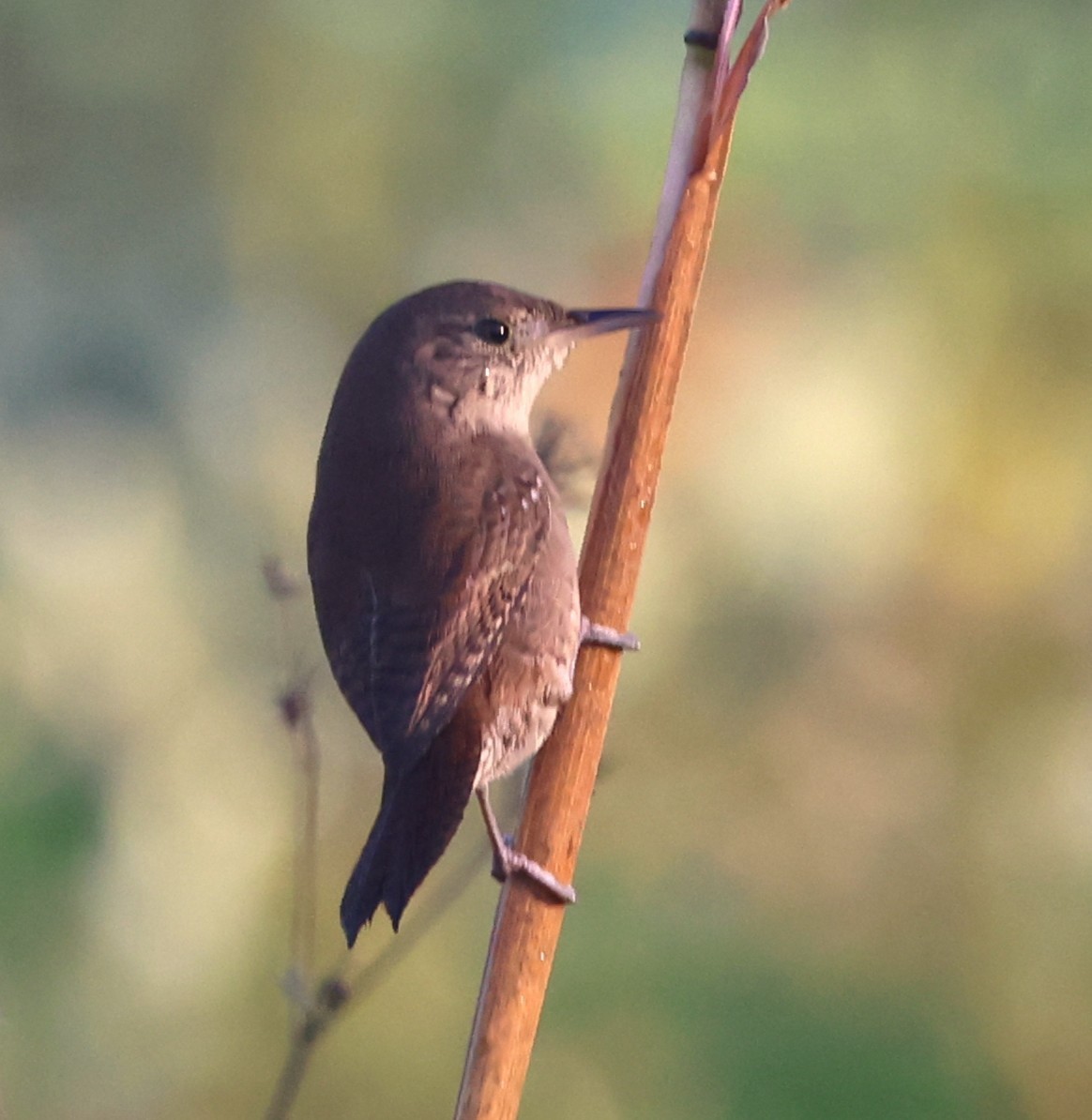 Hauszaunkönig - ML646024469