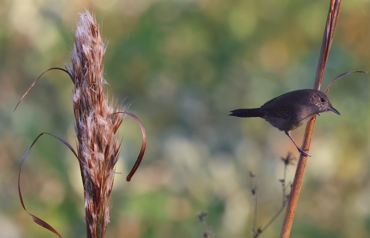 Hauszaunkönig - ML646024470