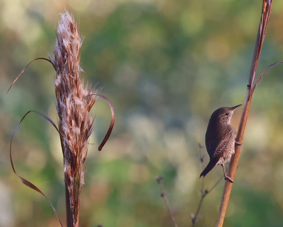 Hauszaunkönig - ML646024471