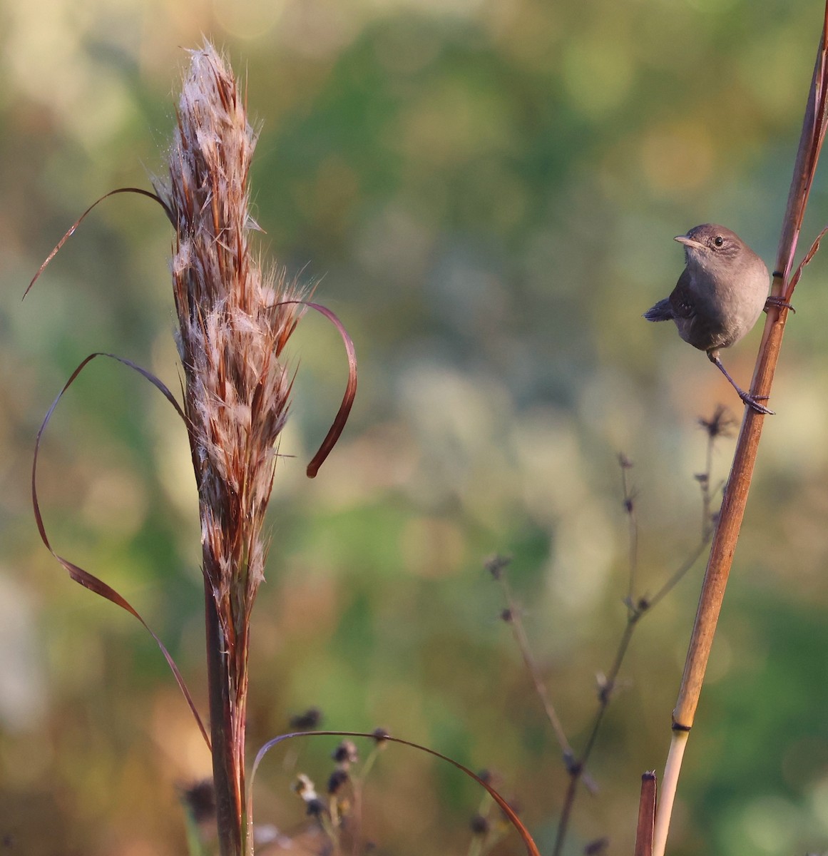 Hauszaunkönig - ML646024472