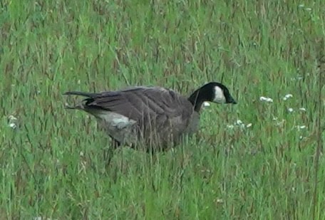 Zwergkanadagans - ML646024473