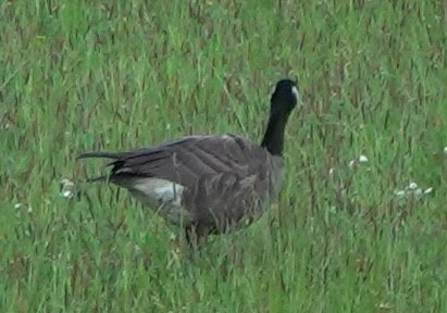 Zwergkanadagans - ML646024474