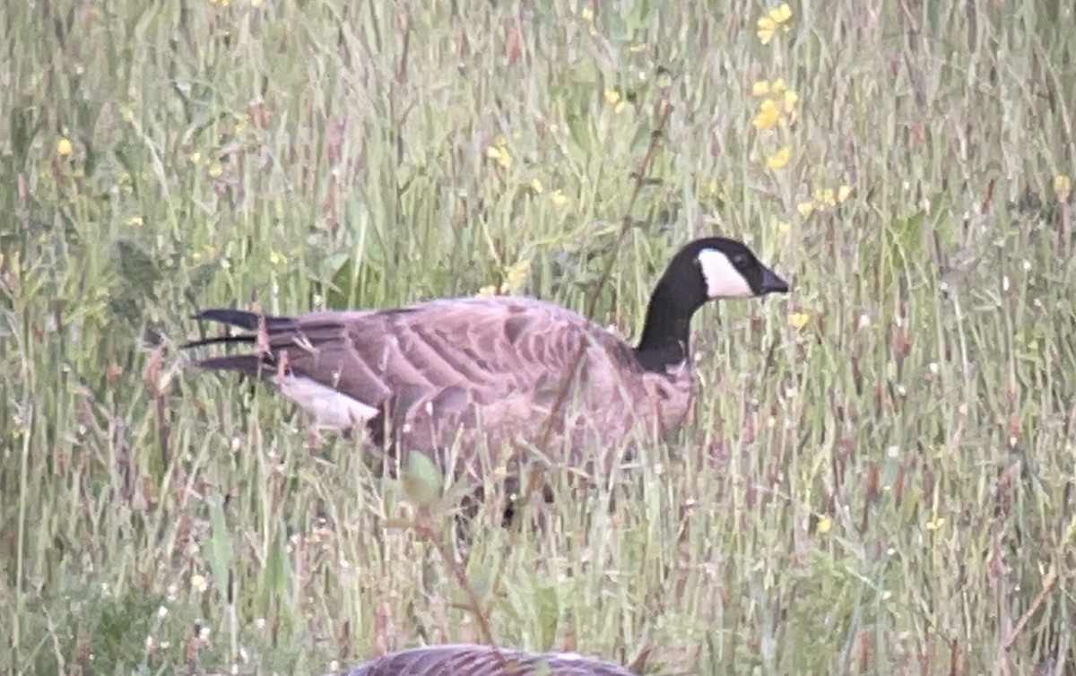 Zwergkanadagans - ML646024475