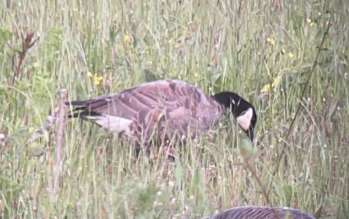 Zwergkanadagans - ML646024476