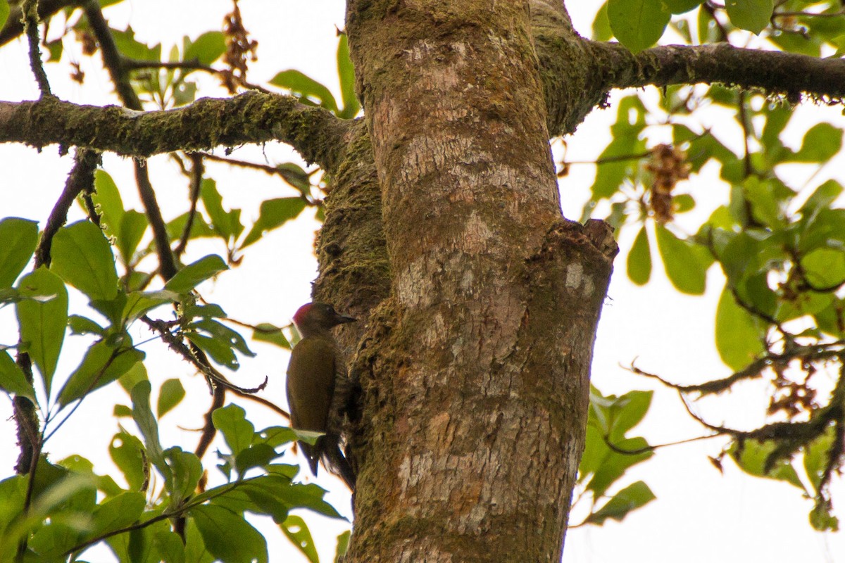 Zimtflügelspecht - ML646024477