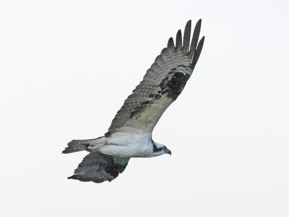Osprey - ML646024482