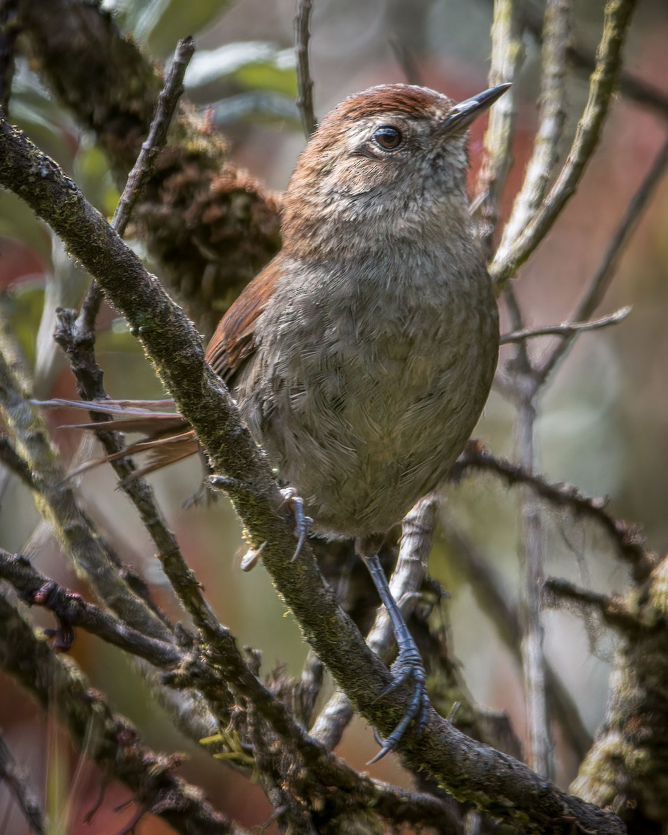 White-chinned Thistletail - ML646024490