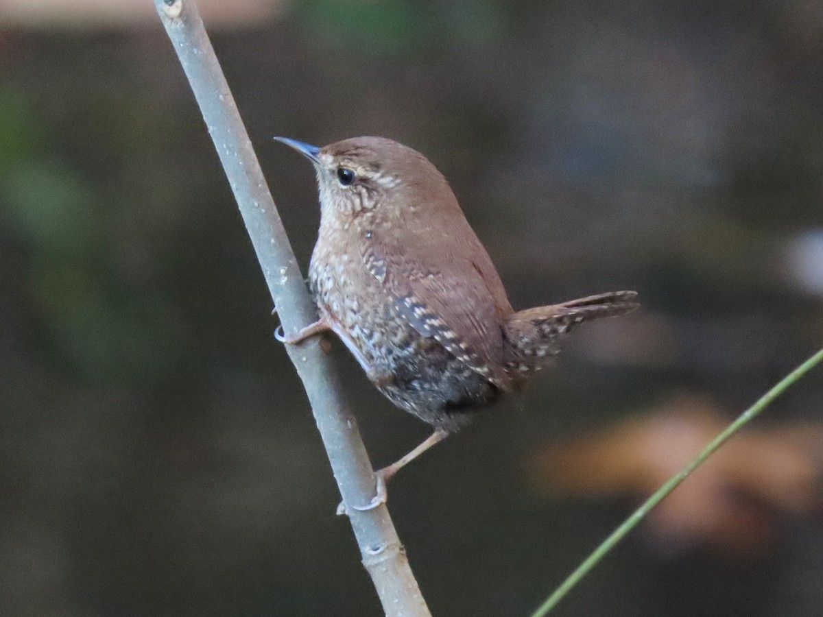 Winter Wren - ML646024492
