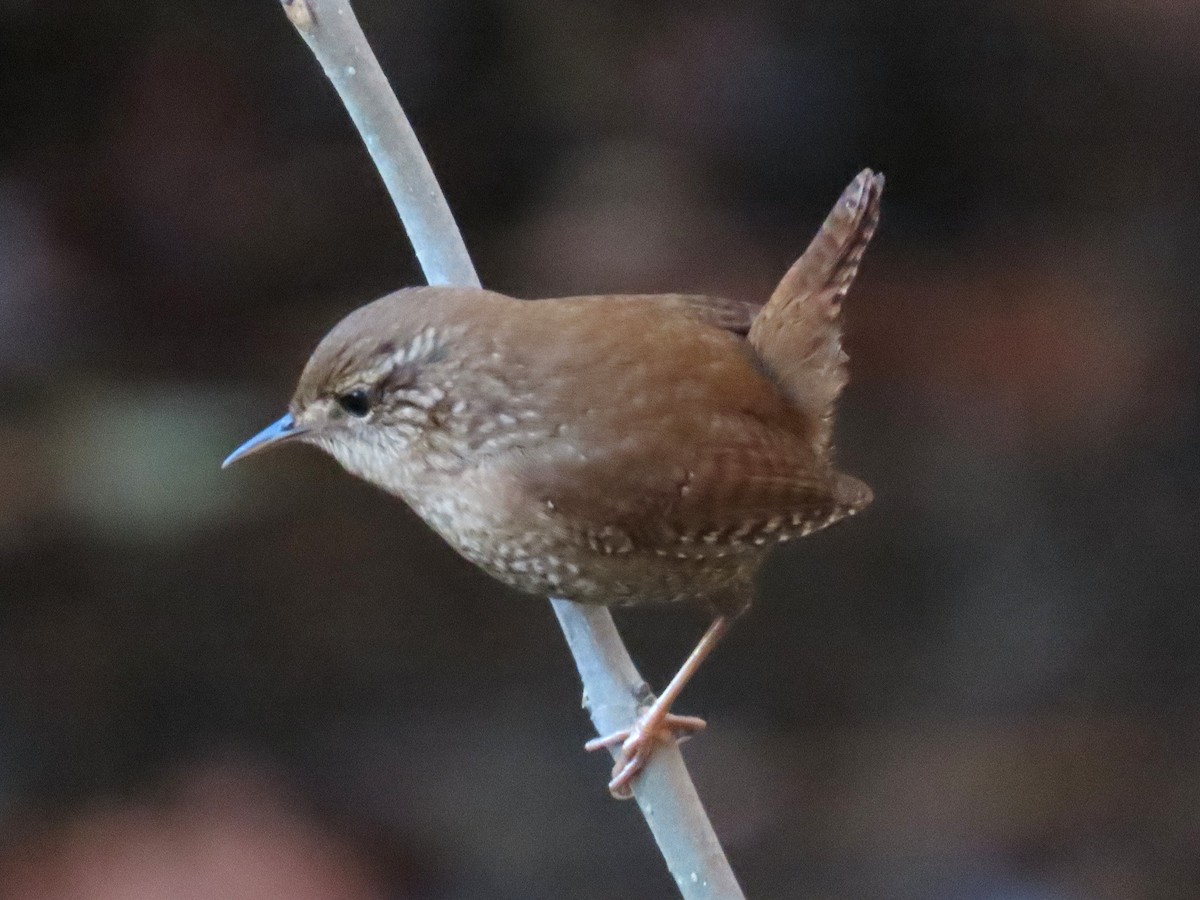 Winter Wren - ML646024493