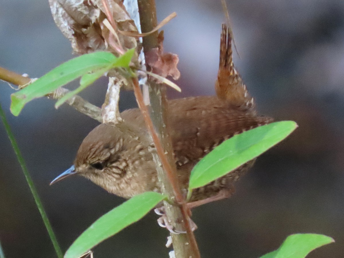 Winter Wren - ML646024494