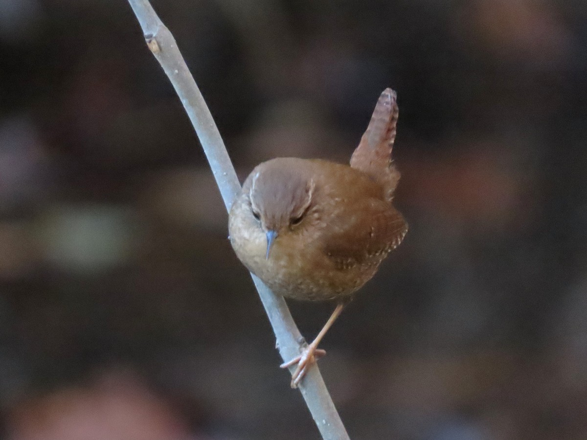 Winter Wren - ML646024495