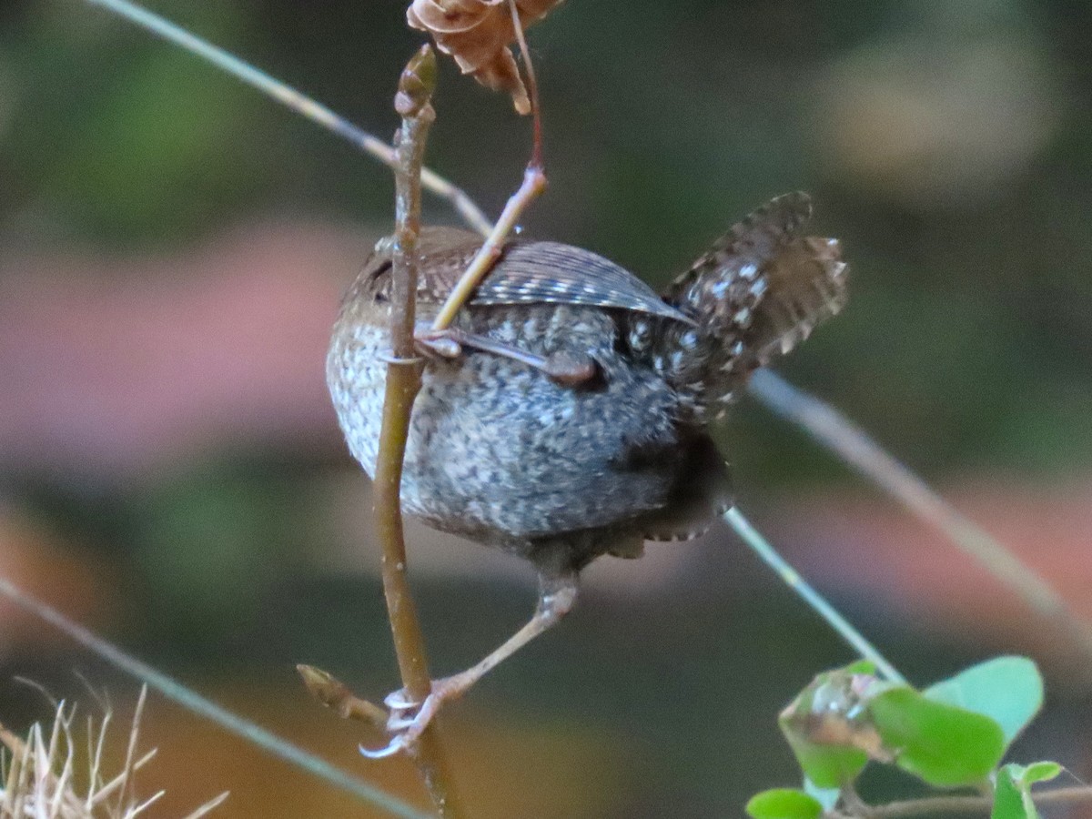 Winter Wren - ML646024496