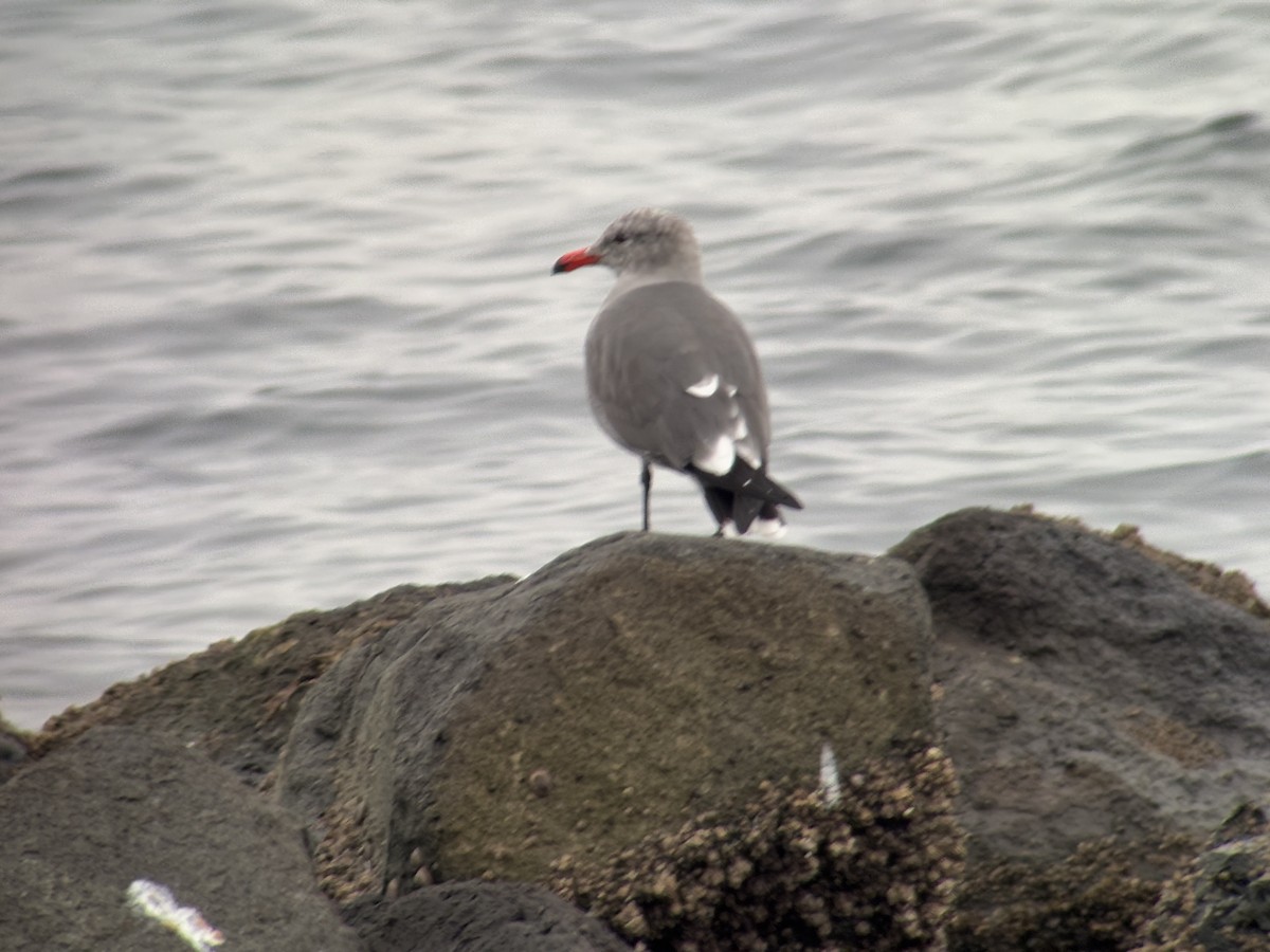 Heermann's Gull - ML646024497