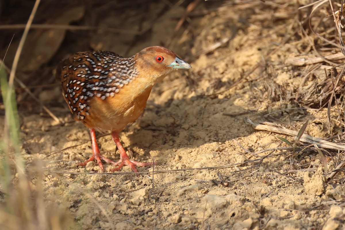 Ocellated Crake - ML646024499