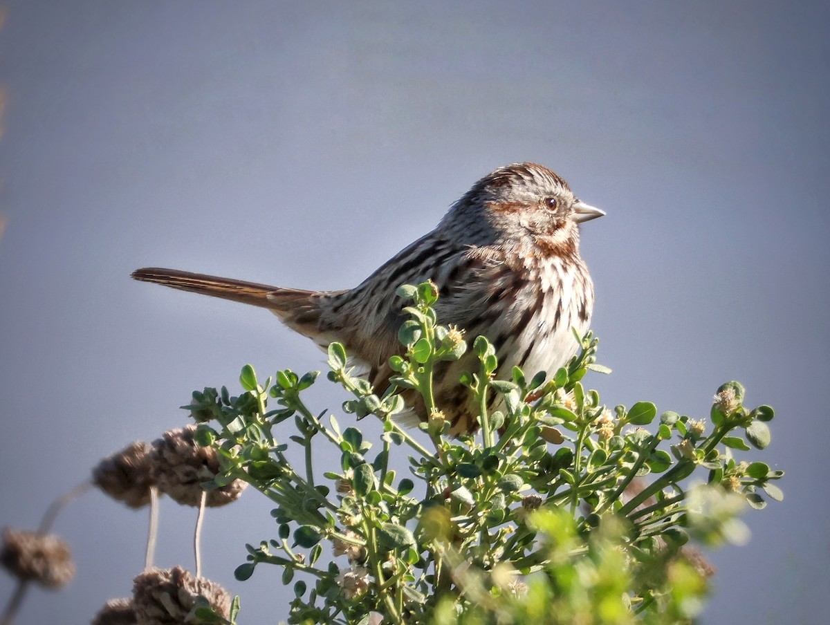 Song Sparrow - ML646024503