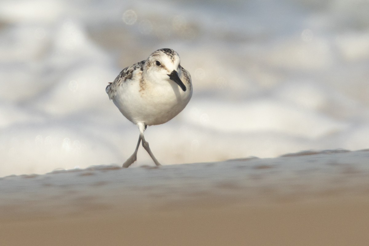 Txirri zuria - ML646024517