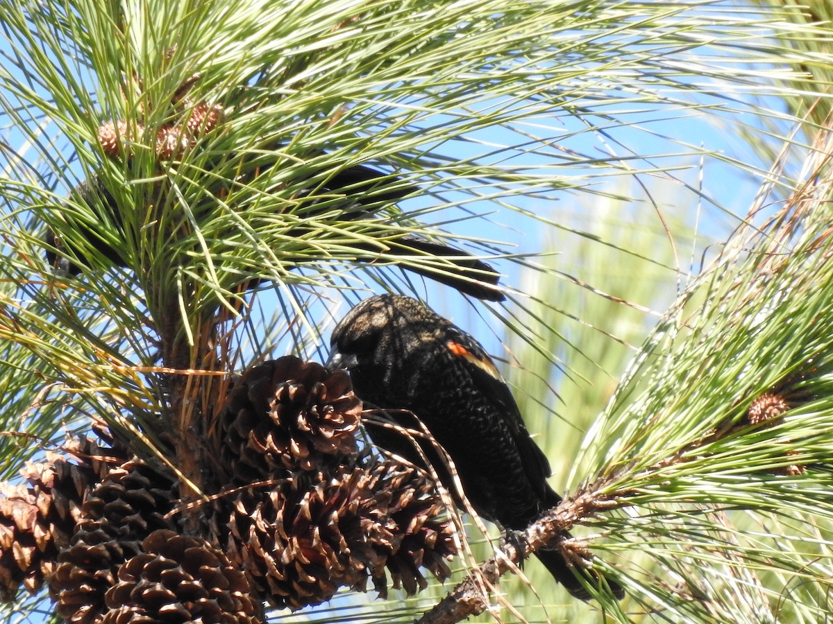 Red-winged Blackbird - ML646024530