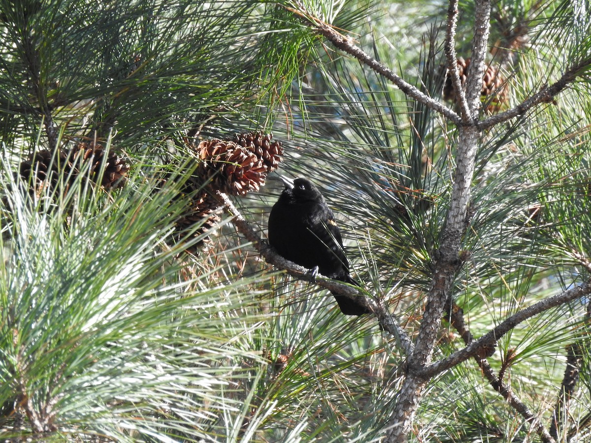 Red-winged Blackbird - ML646024531