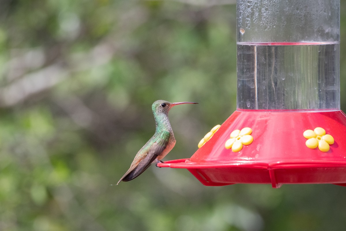 Amazilia Yucateca - ML646024534