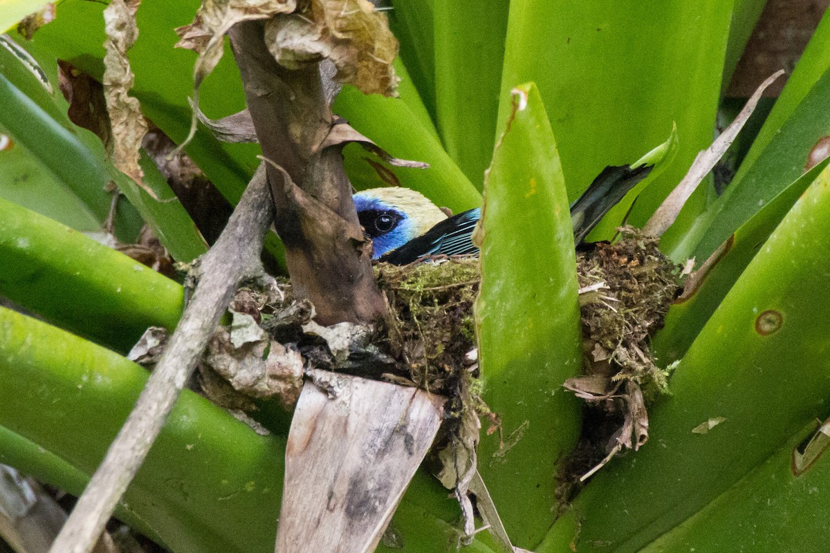 Golden-hooded Tanager - ML646024535