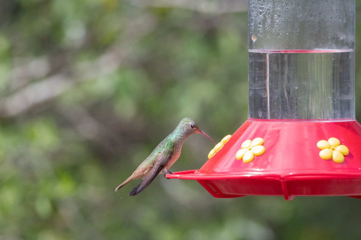 Amazilia Yucateca - ML646024536