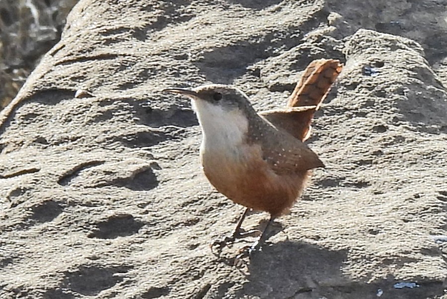 Cucarachero Barranquero - ML646024540