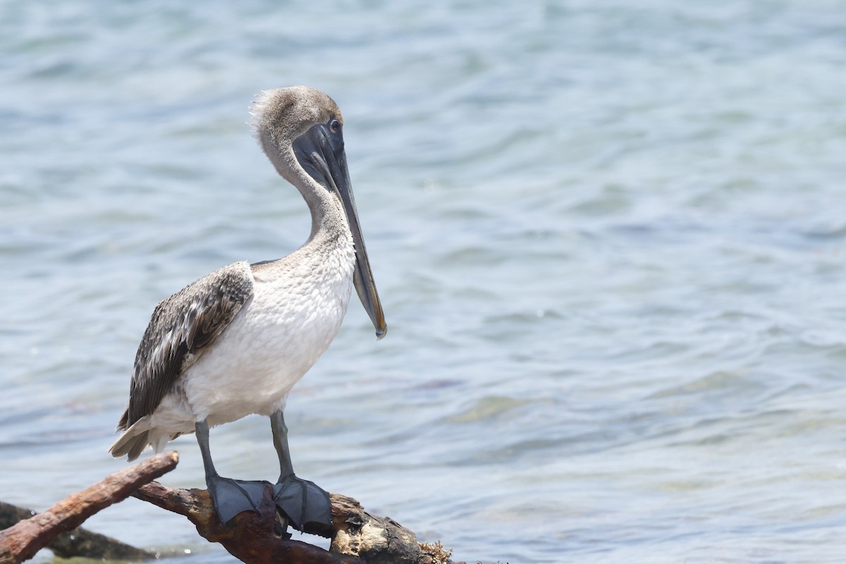 Pelícano Pardo - ML646024541