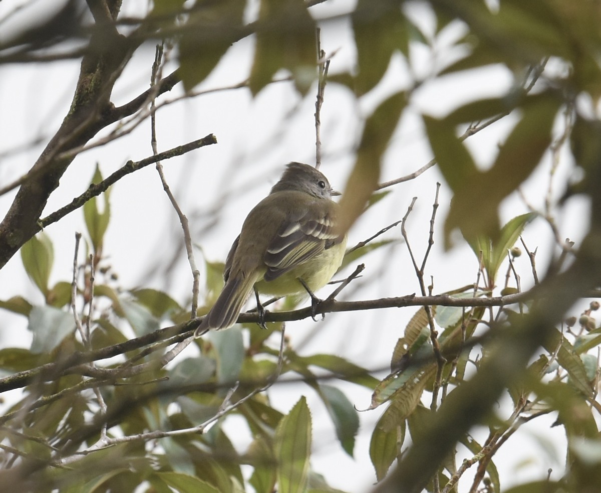 Fiofío Ventriamarillo - ML646024542