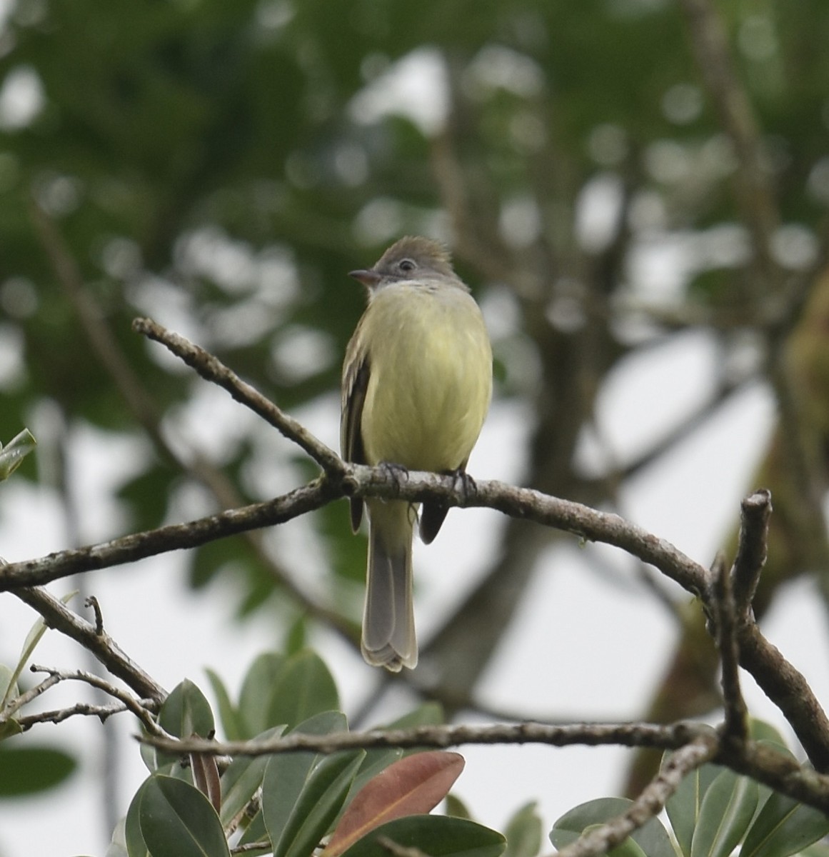 Fiofío Ventriamarillo - ML646024543