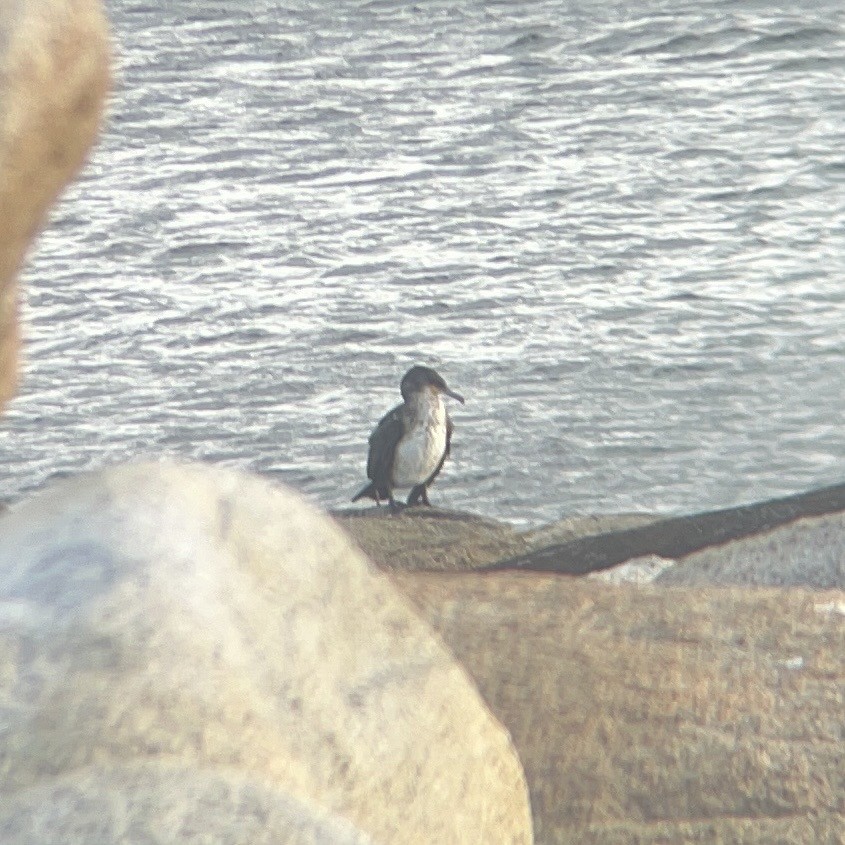 Cormorán sp. - ML646024544