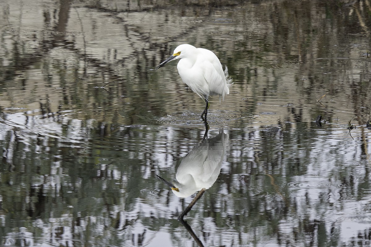 Garceta Nívea - ML646024545