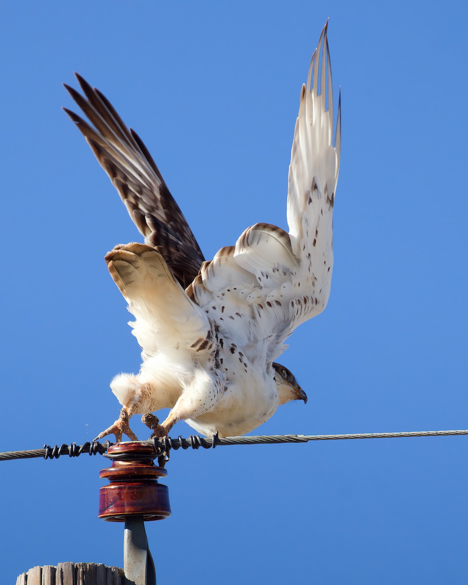 káně královská - ML646024546