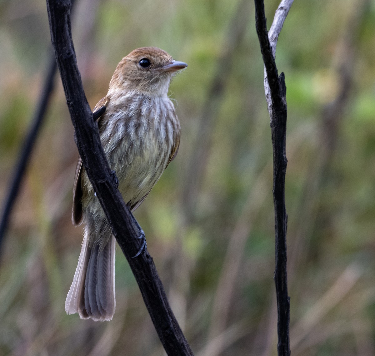 Mosquero Estriado - ML646024547