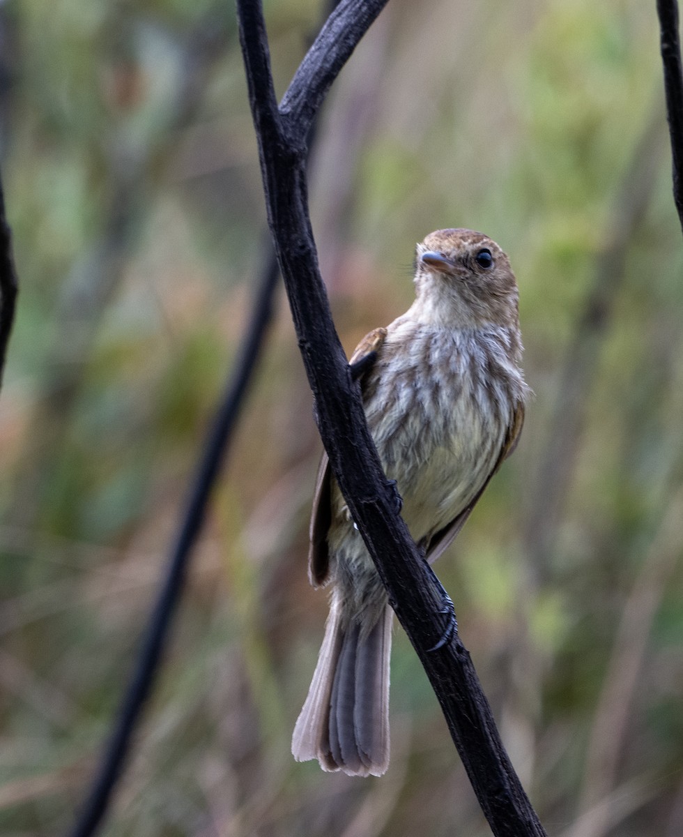 Mosquero Estriado - ML646024548