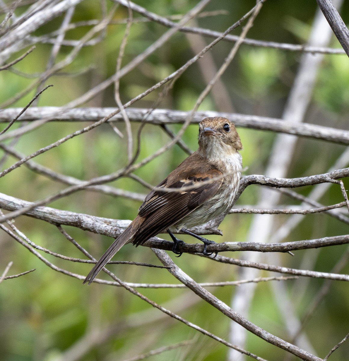 Mosquero Estriado - ML646024549
