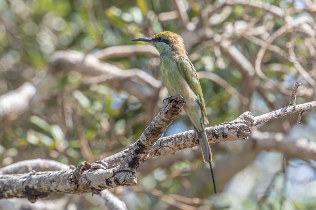 Abejaruco Esmeralda Oriental - ML646024550