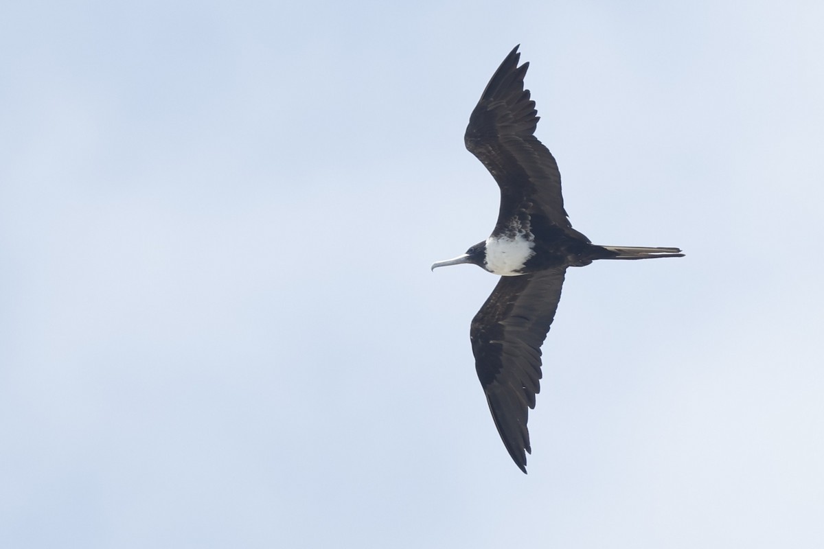 Rabihorcado Magnífico - ML646024551