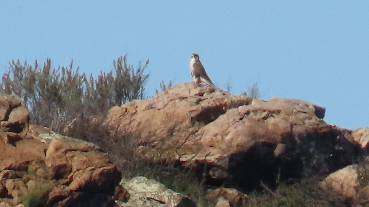 Faucon des prairies - ML646024553