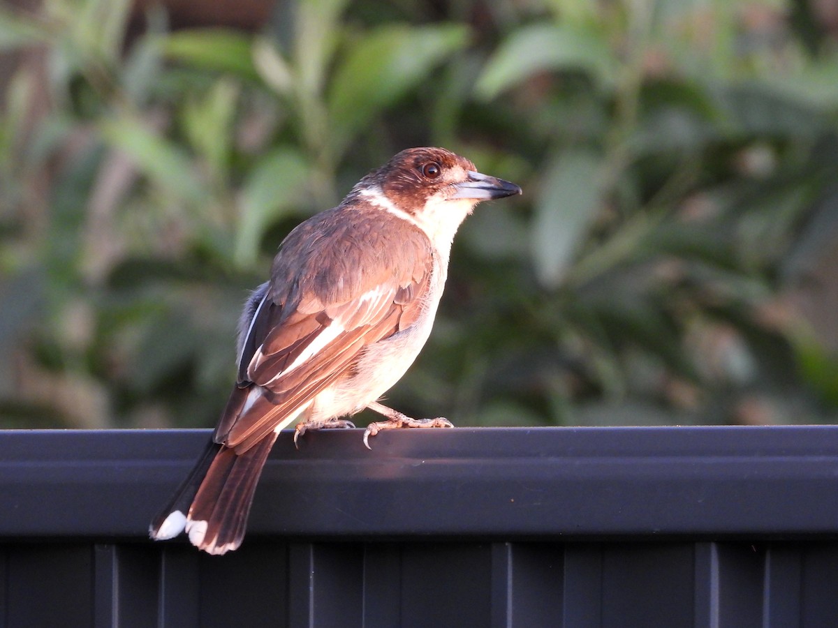 Verdugo Acollarado - ML646024554