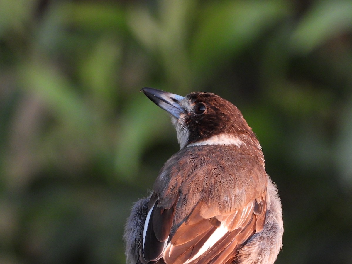 Verdugo Acollarado - ML646024555