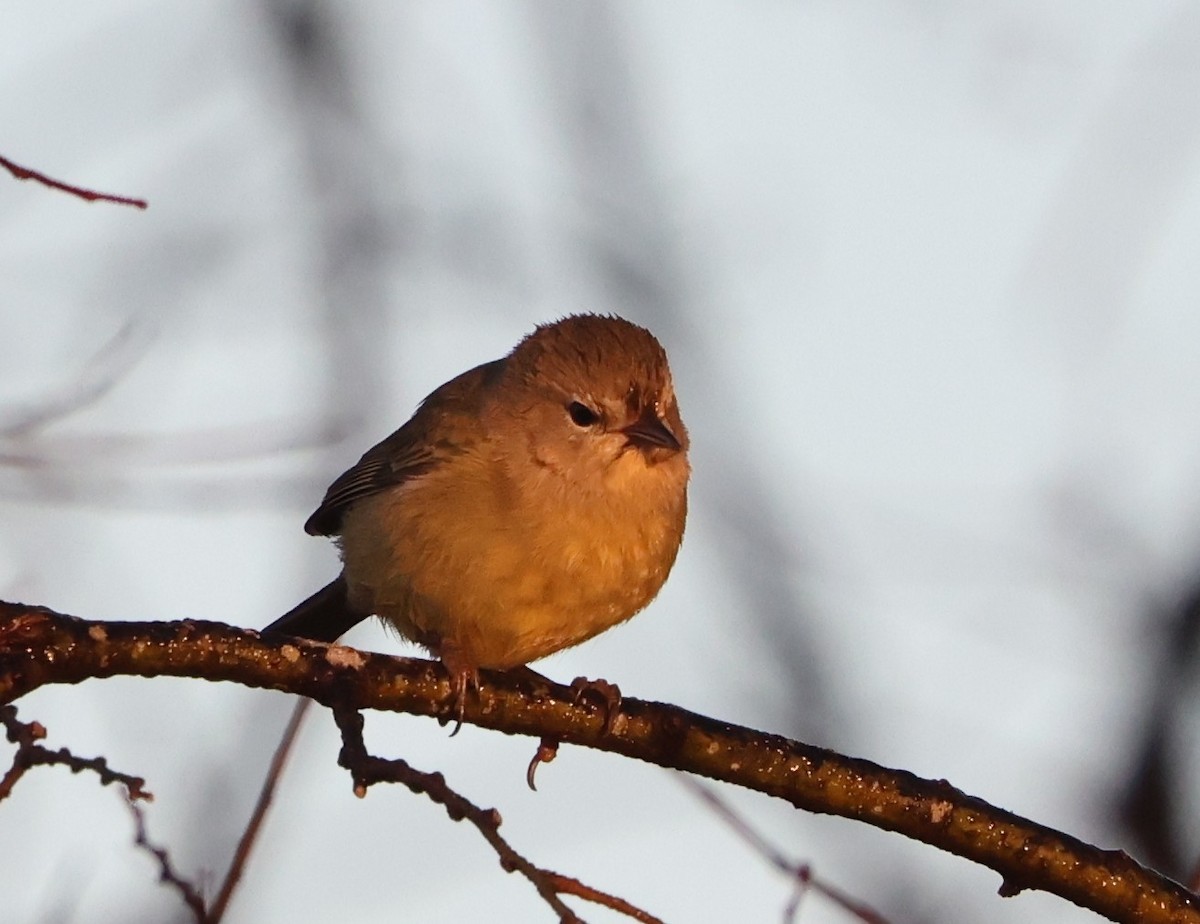 Reinita Coroninaranja - ML646024556