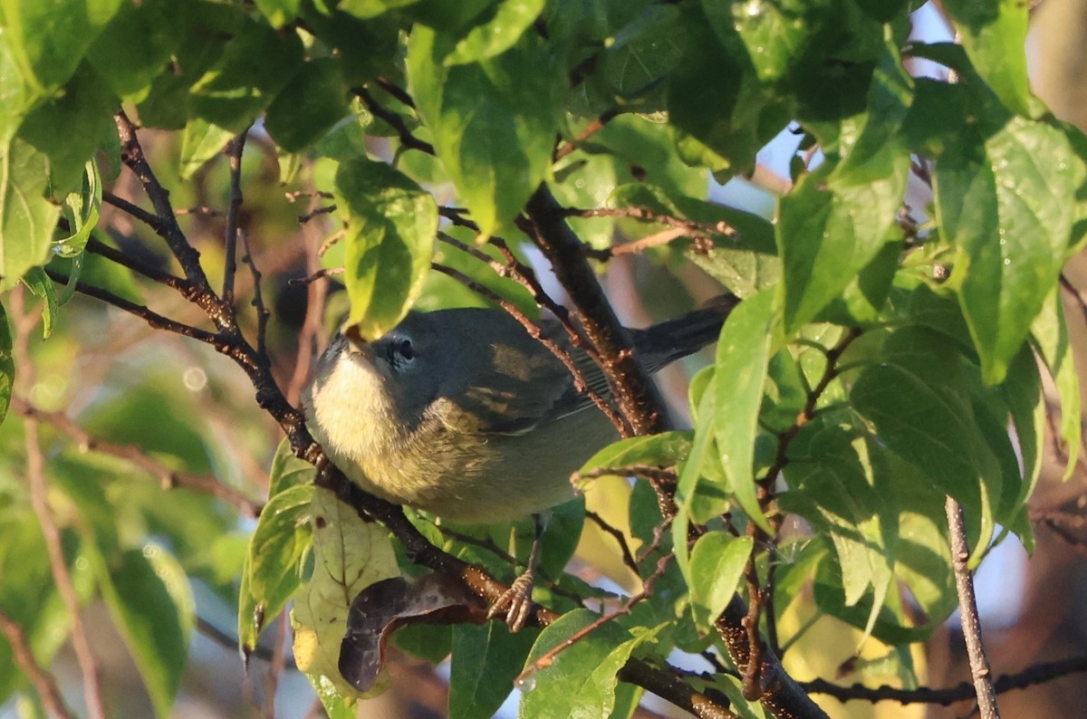 Reinita Coroninaranja - ML646024557