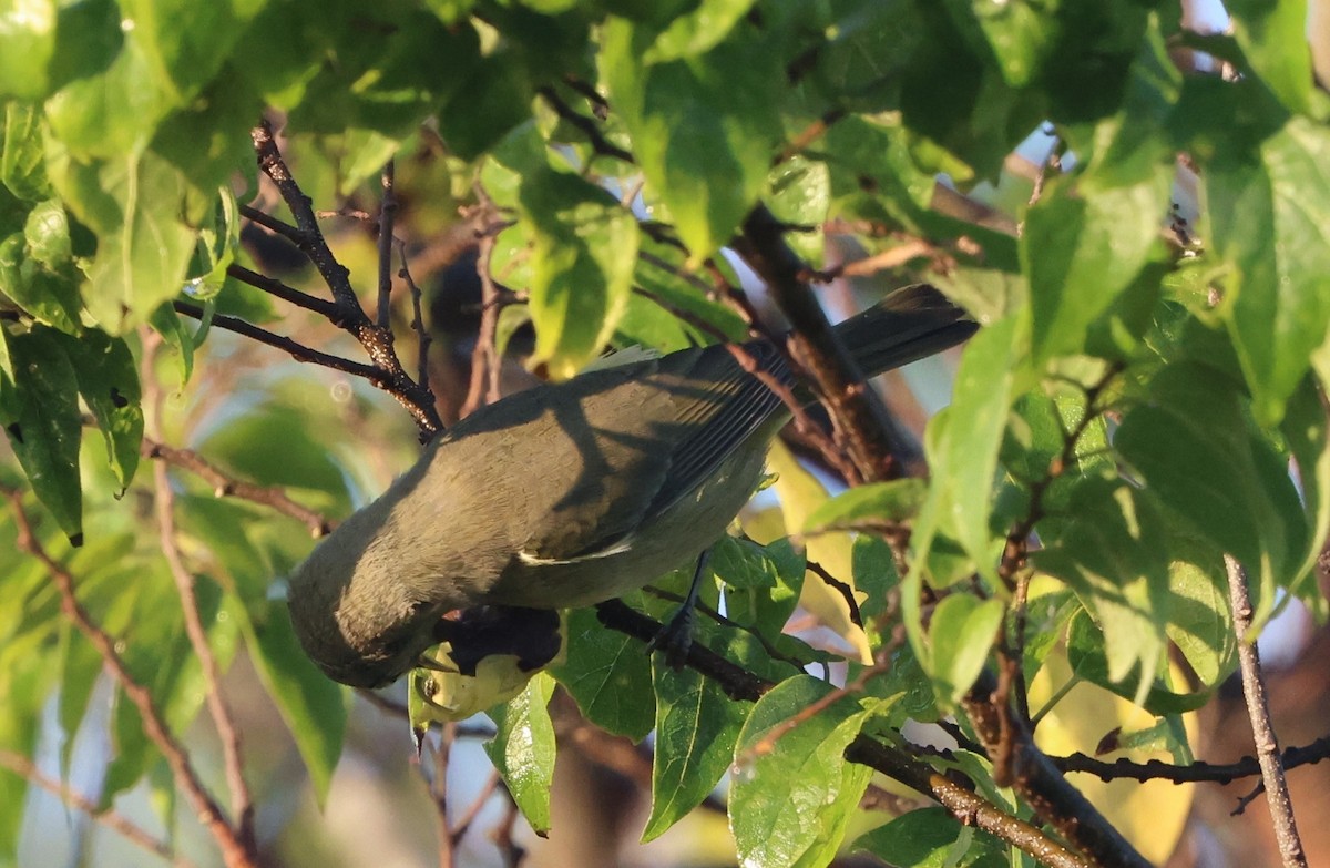 Reinita Coroninaranja - ML646024558