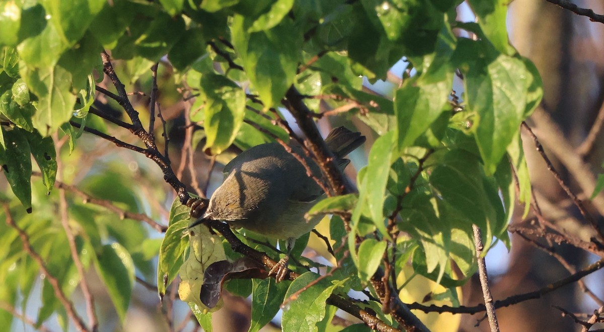 Reinita Coroninaranja - ML646024559