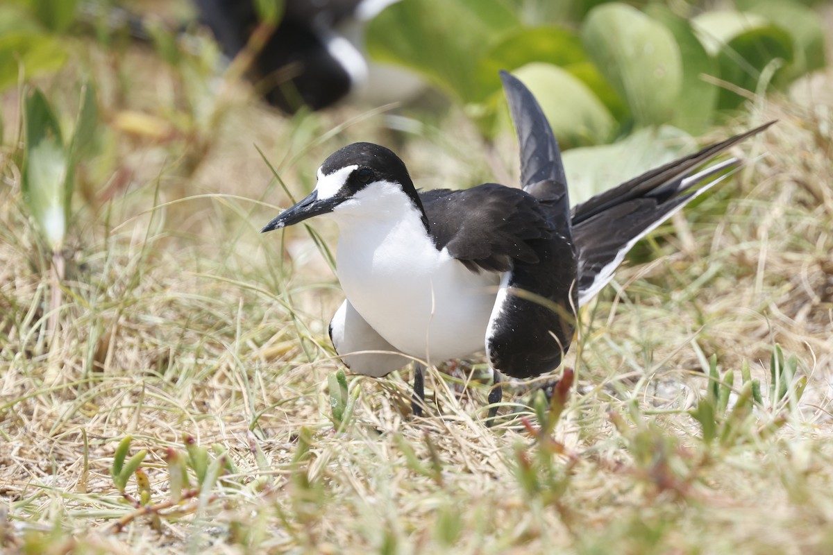 Charrán Sombrío - ML646024561