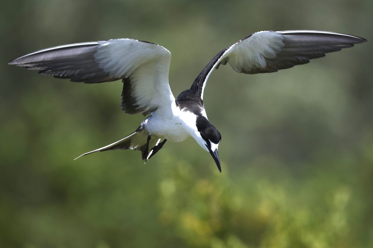 Charrán Sombrío - ML646024562